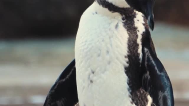 African-Penguin