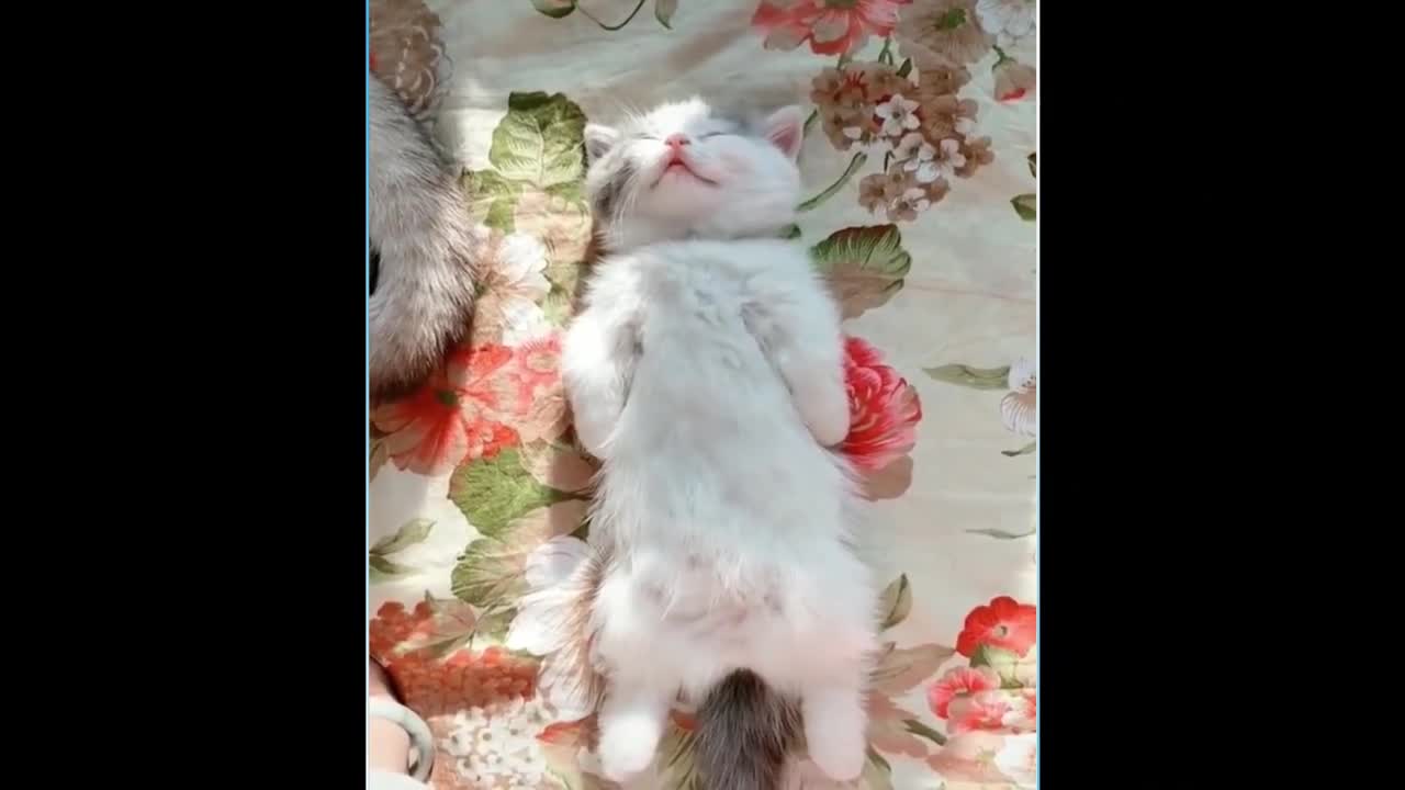 🥰Cute cat😼 funny video😍🥰