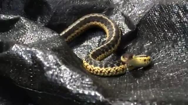 Snake trying to bite camera