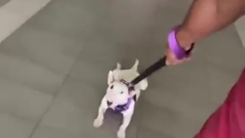 Cute Funny Dogs Video