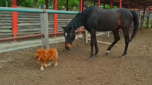 Look at this cute foal...