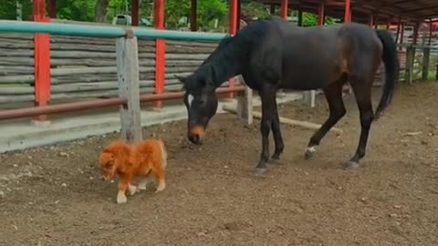 Look at this cute foal...