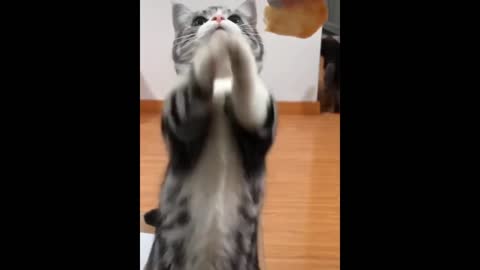 Cute Baby Animals - Funny and Cute Moment of The Animals #4