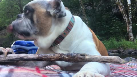 Dog Eating Wood Sticks