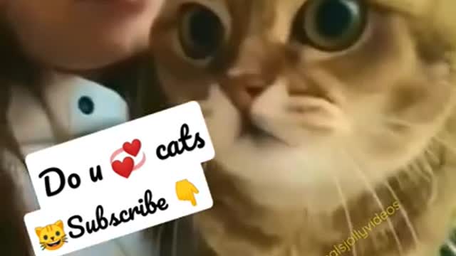 The Funniest Cat Videos on the Internet 🤣🐱