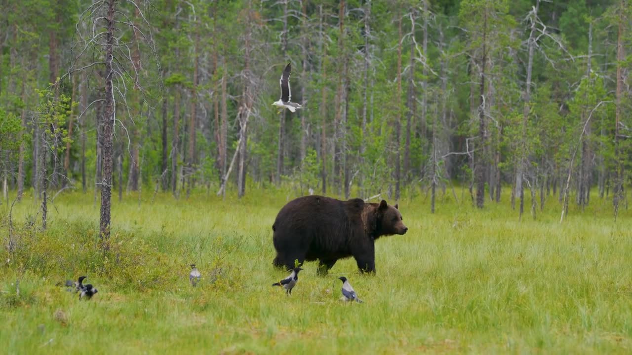 Big adult brown bear walking free in beautiful nature