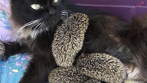 Cat Gives Birth, Then Doctors Realize They’re Not Kittens