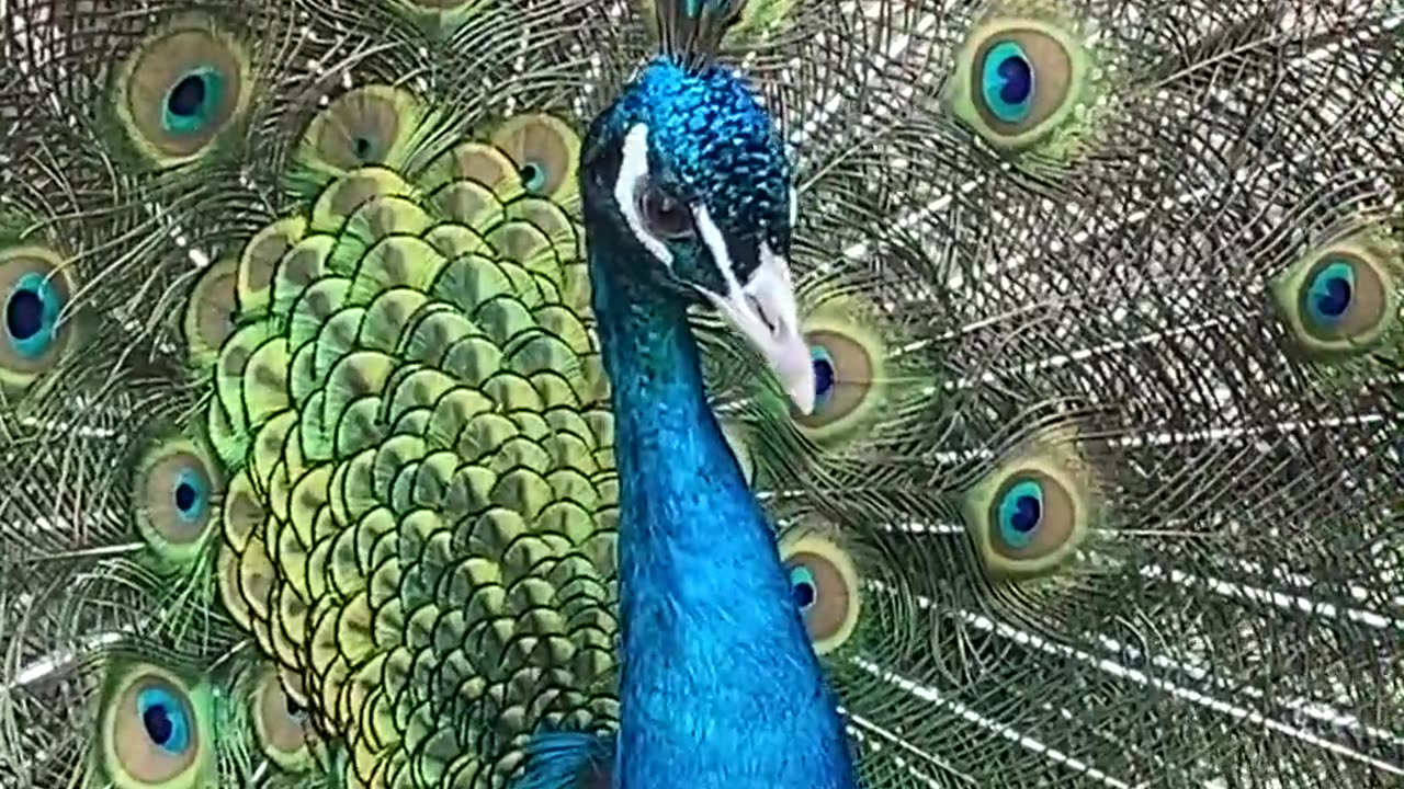 Nature's beauty, nature related, 🦚🦚🦚 peacock