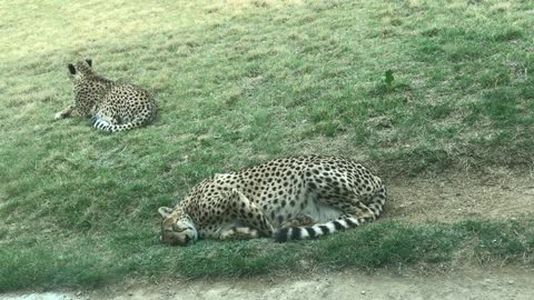 Cheetahs sleeping on the lawn.