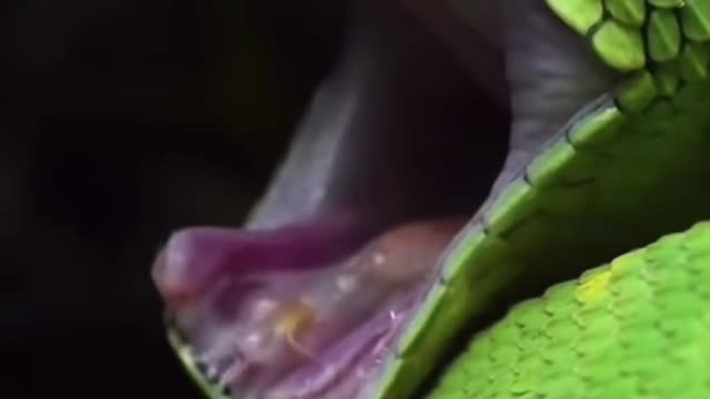 snake in attack
