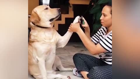 Labrador Retriever VS Nail Clipper Funny Moment.....WHO DO YOU THINK WILL WIN?