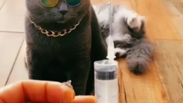 Cat Scared of Injection