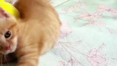 Cats funny
