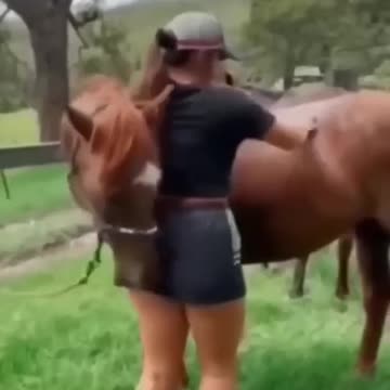 Horse kissing ladies buttocks