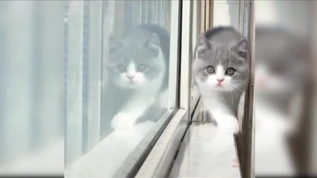 The cat came to me in such a beautiful way