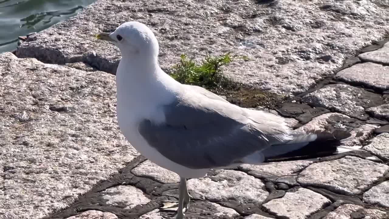 The smartest birds in the world