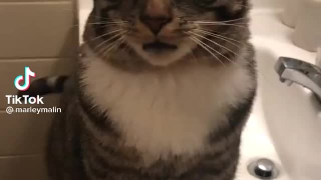 Sweet Cat Vocal