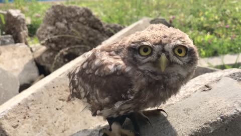 Small Owl can't Resist a Pet