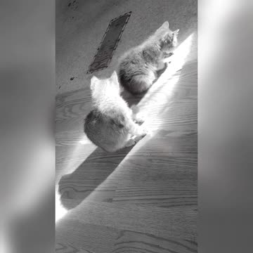 Synchronized Bathing