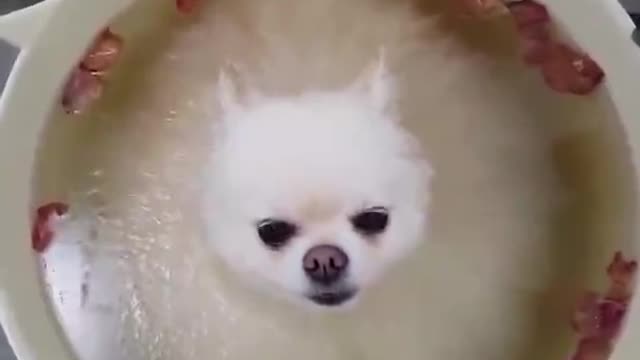 The dog hiding in the bucket is so cute
