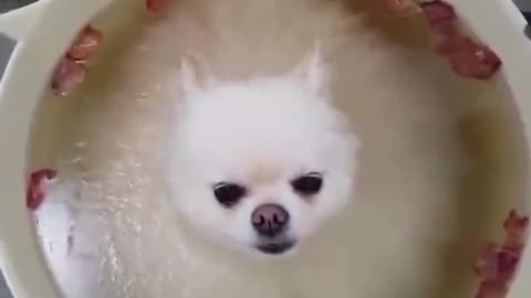 The dog hiding in the bucket is so cute