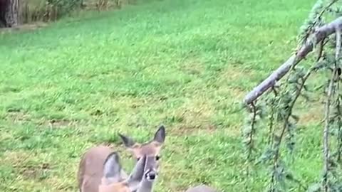 Deer wait in front of the house early in the morning to beg for food