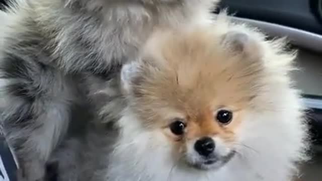 This Pomeranian look like you #shorts #puppy #youtubeshorts #viral