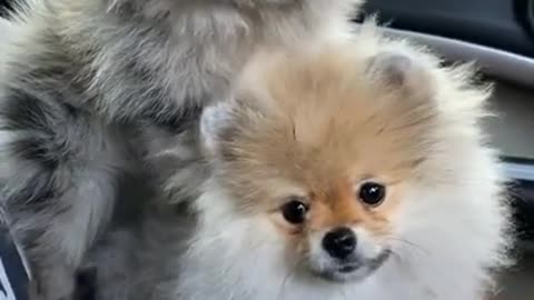 This Pomeranian look like you #shorts #puppy #youtubeshorts #viral