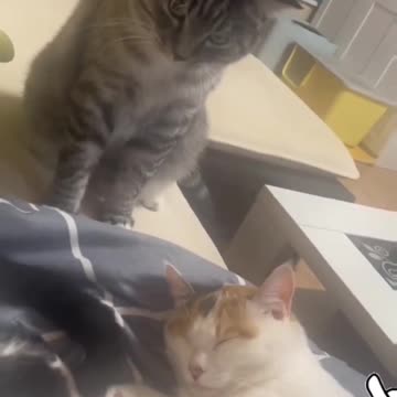 Fanny cat video and cute cat video