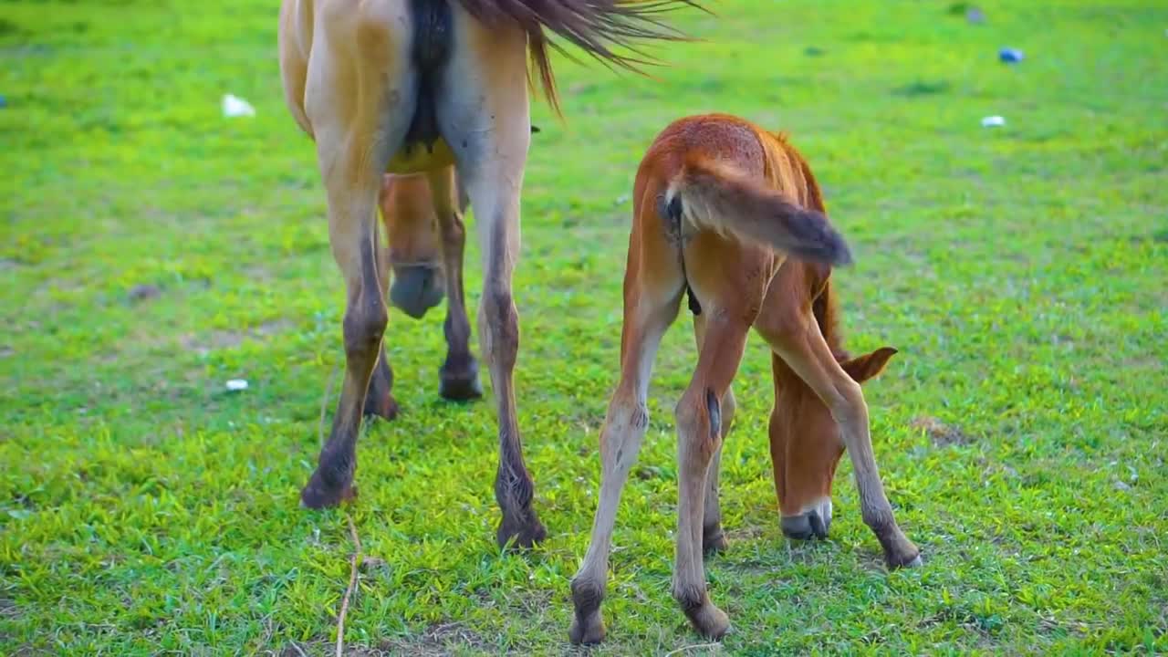 Funny animal video - Elephant, cow, chicken, horse, duck, dog, cat #2