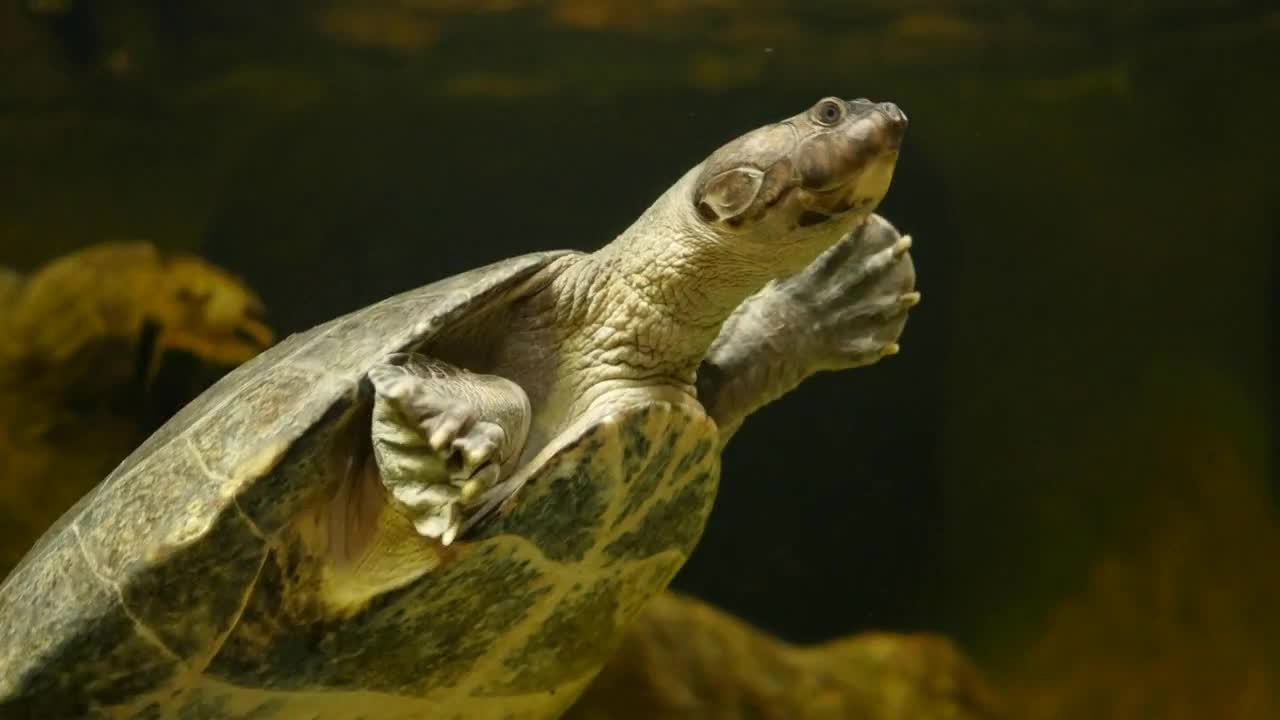 A large turtle swimming through water