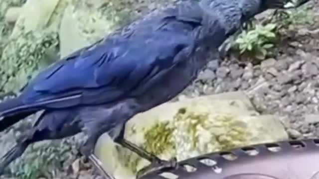 Why did the bird do that