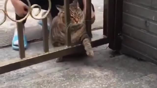 BEST CUTE FUNNY CAT WATCH FULL VIDEO 🥰