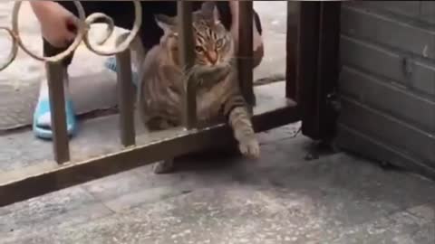 BEST CUTE FUNNY CAT WATCH FULL VIDEO 🥰