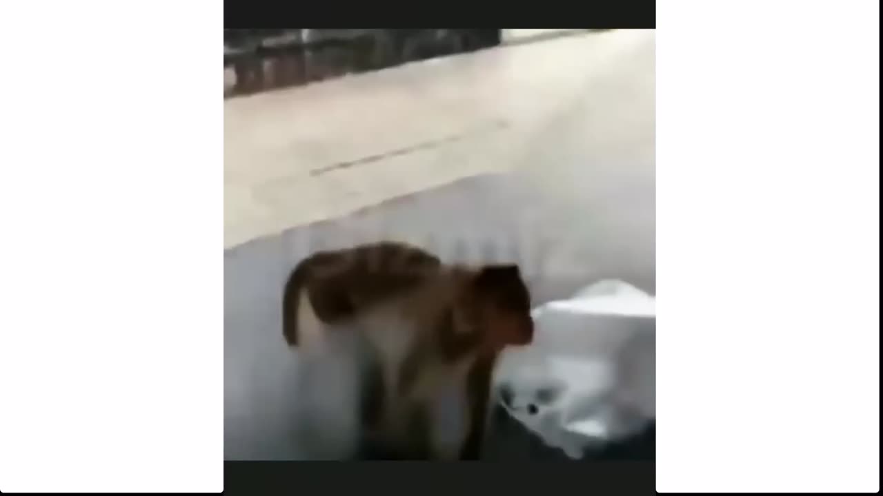 Best_funny_video//2023