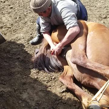 Mongolia countryside summer