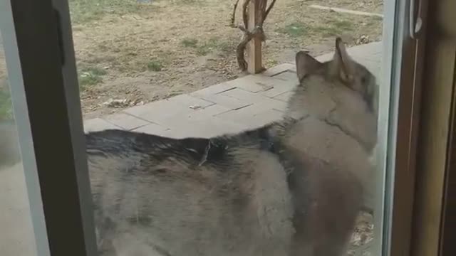 Siberian Husky Opens Door By Himself🐾