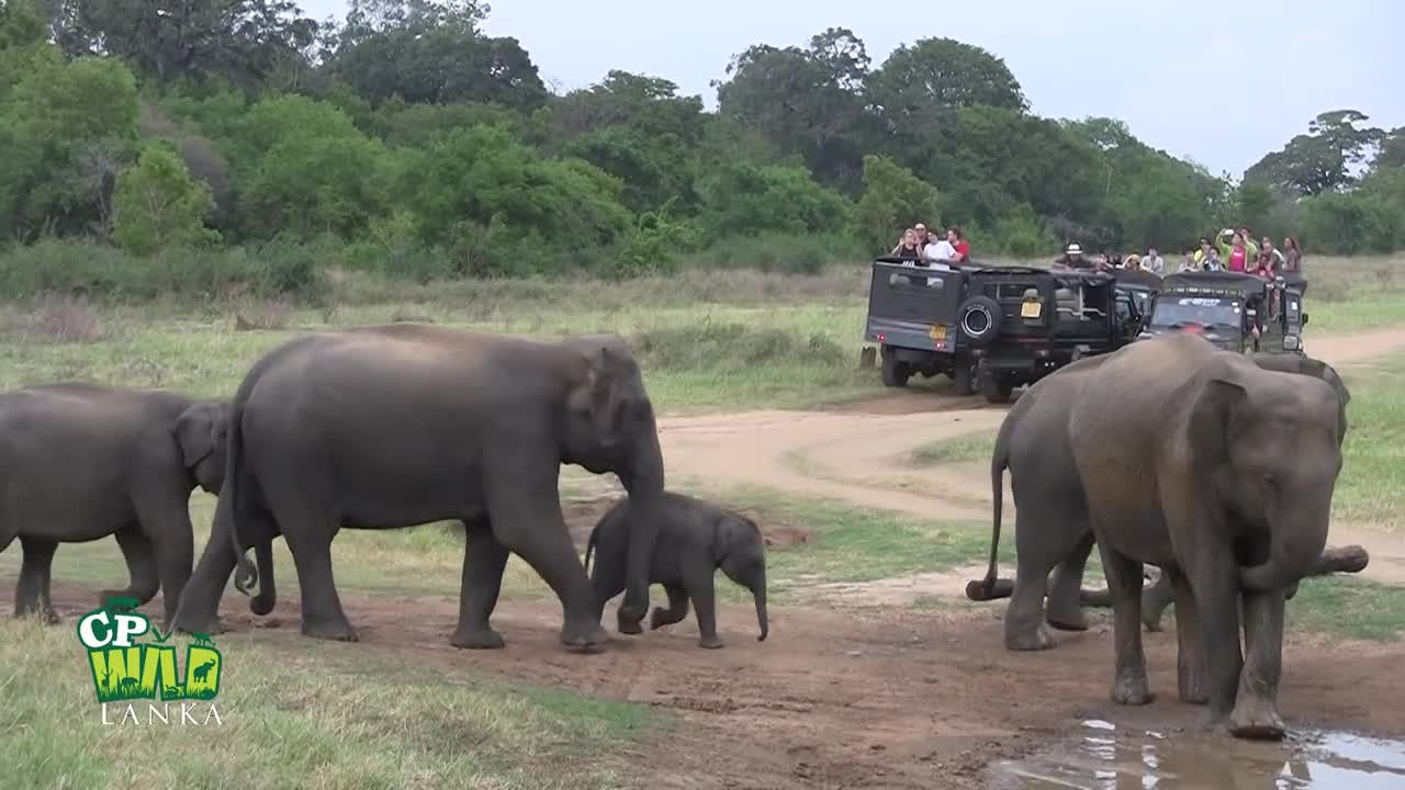 Elephants Goups