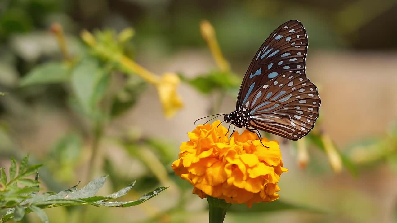 Beautiful butterfly🌼