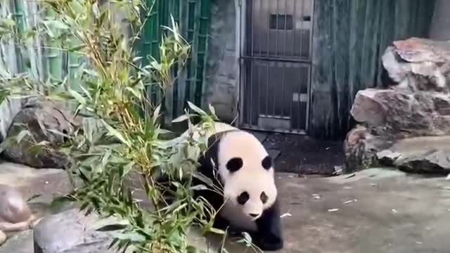 Pandas eat bamboo