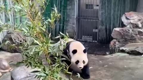 Pandas eat bamboo