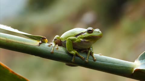 Frog Wonderfu, Amazing bullfrog protect cute rain frog 🐸 they are good friend