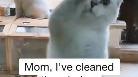 Cats are so funny PART 217 FUNNY CAT VIDEOS TIK TOK