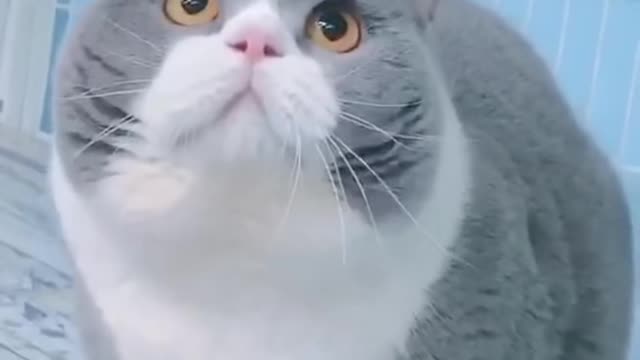 Cute and Funny Cat Videos to Keep You Smiling!