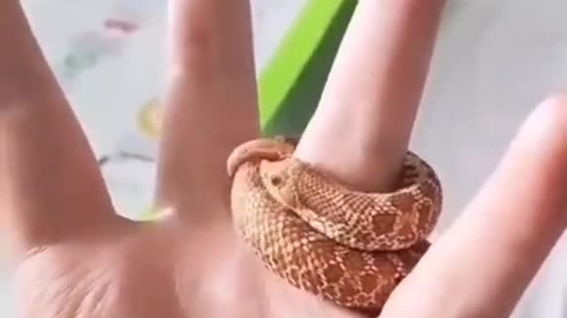 Snake ring