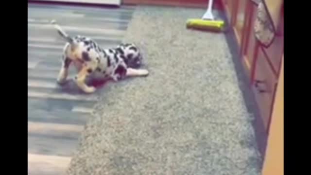 Funny dog video ll #shorts