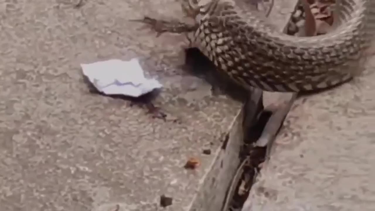 Wildlife is in closer view with a natural perspective.