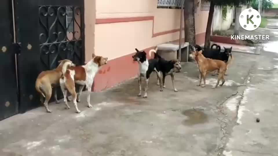 STREET DOG FIGHT DOG FIGHT VIDEO 🐕DOGS BARKING