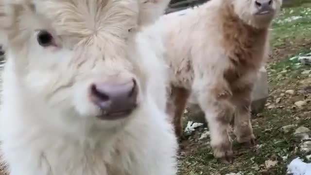 Baby Goat is Looking for Food