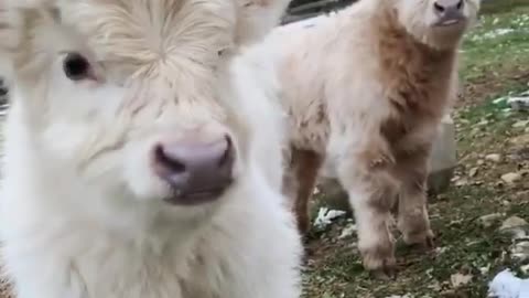 Baby Goat is Looking for Food